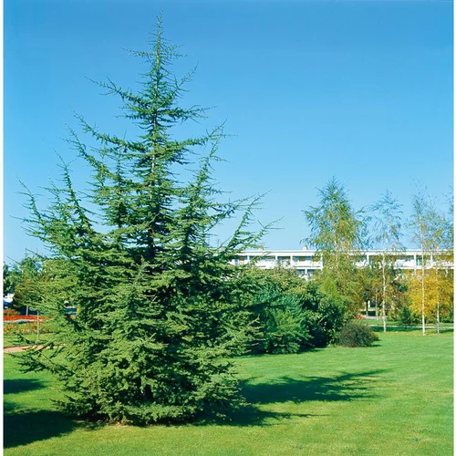 Cèdre de l’Atlas - pot 35 L