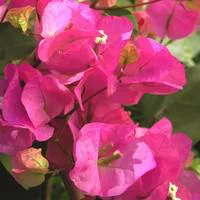 Bougainvillée - Le pot de 3 litres