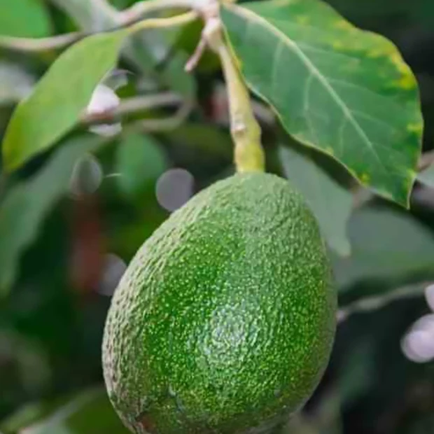 Avocatier Fuerte (de greffe) Persea americana var. Fuerte (De greffe)