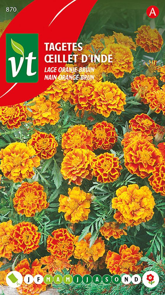 Œillet D'Inde Nain Orange – Brun, Ca. 1 gr