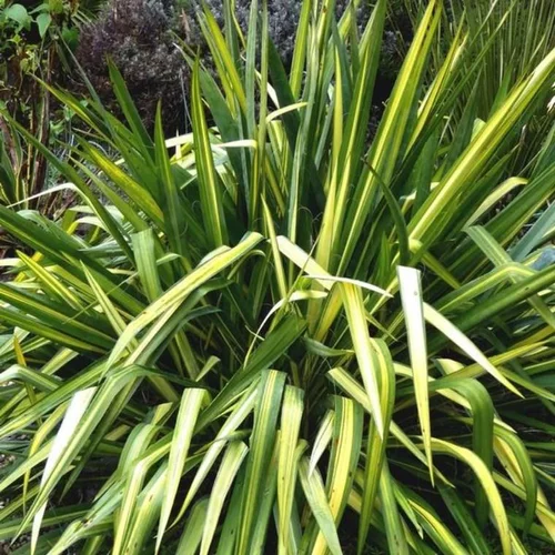 Phormium Varies (Lin de Nouvelle Zélande) en pot de 5 L vert