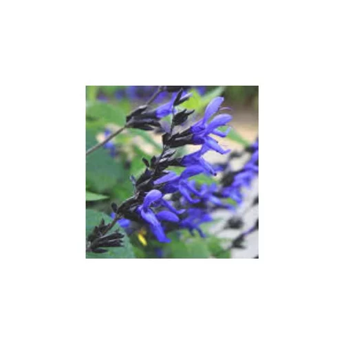 Salvia Amistad - Le pot de 7,5 litres