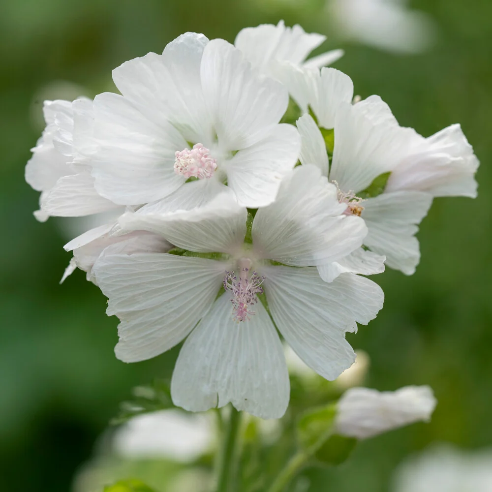 Mauve musquée blanche Malva moschata alba