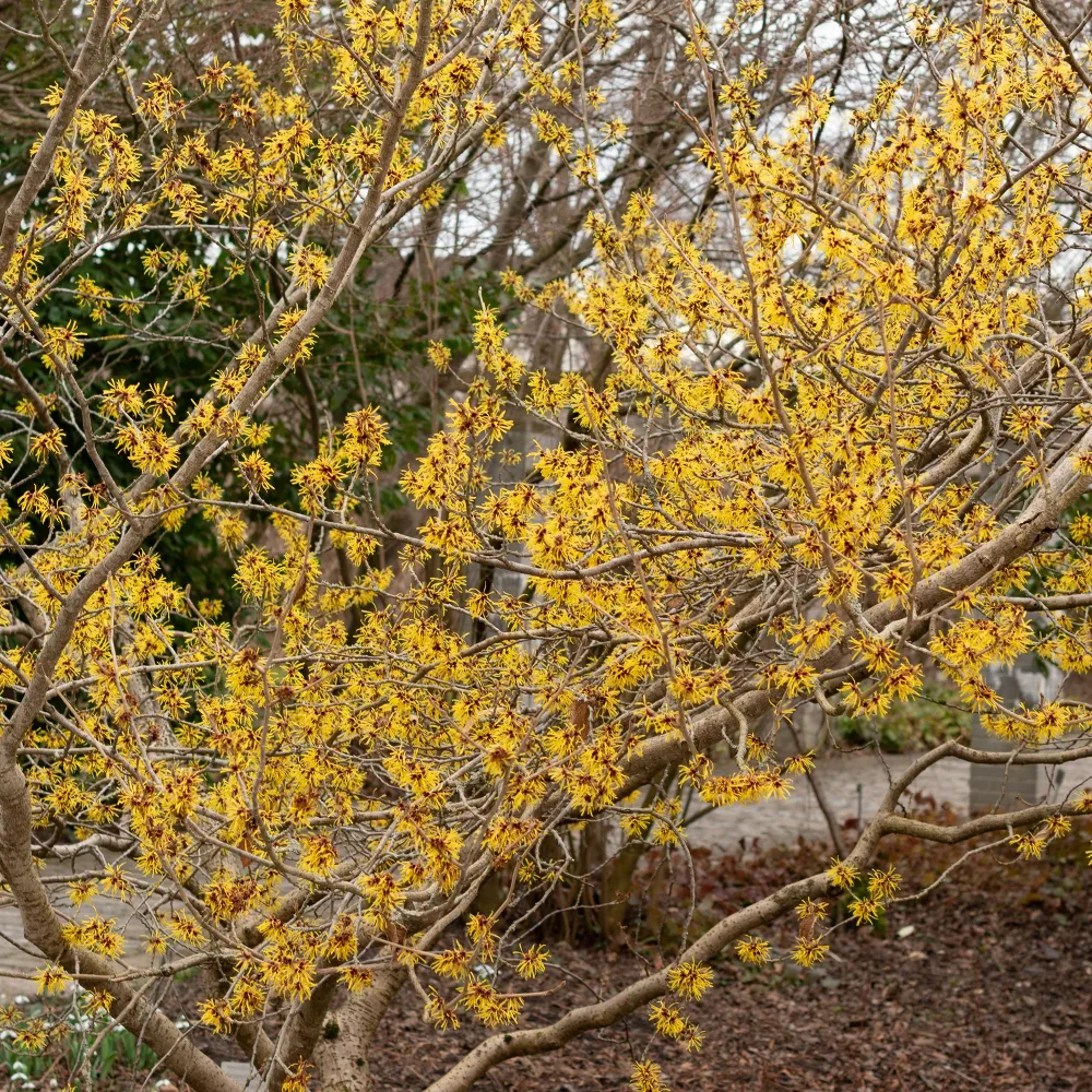 Hamamélis de Chine Hamamelis mollis