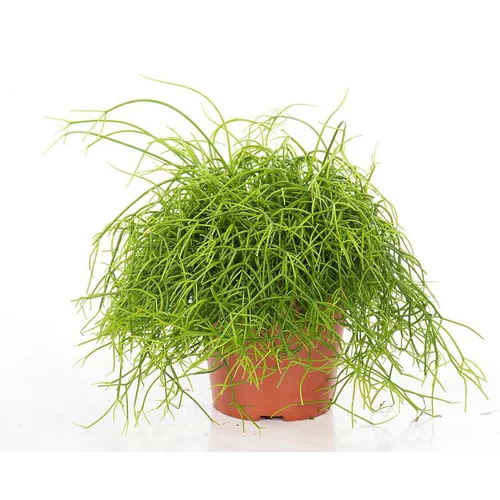 Rhipsalis cassutha