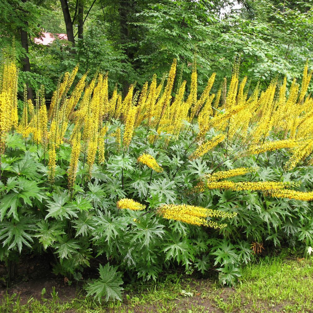Ligulaire de Chine Ligularia przewalskii