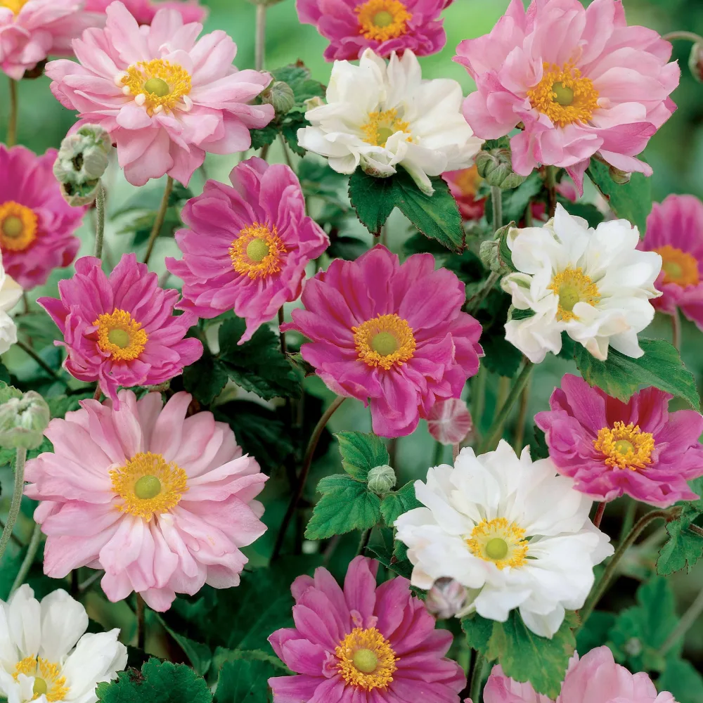 2 Anémones du Japon doubles Anemone x hybrida