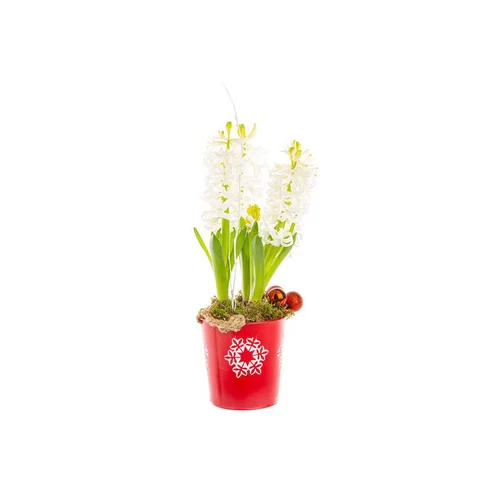 Jacinthe X3 Pot Zinc rouge Decor Sapin