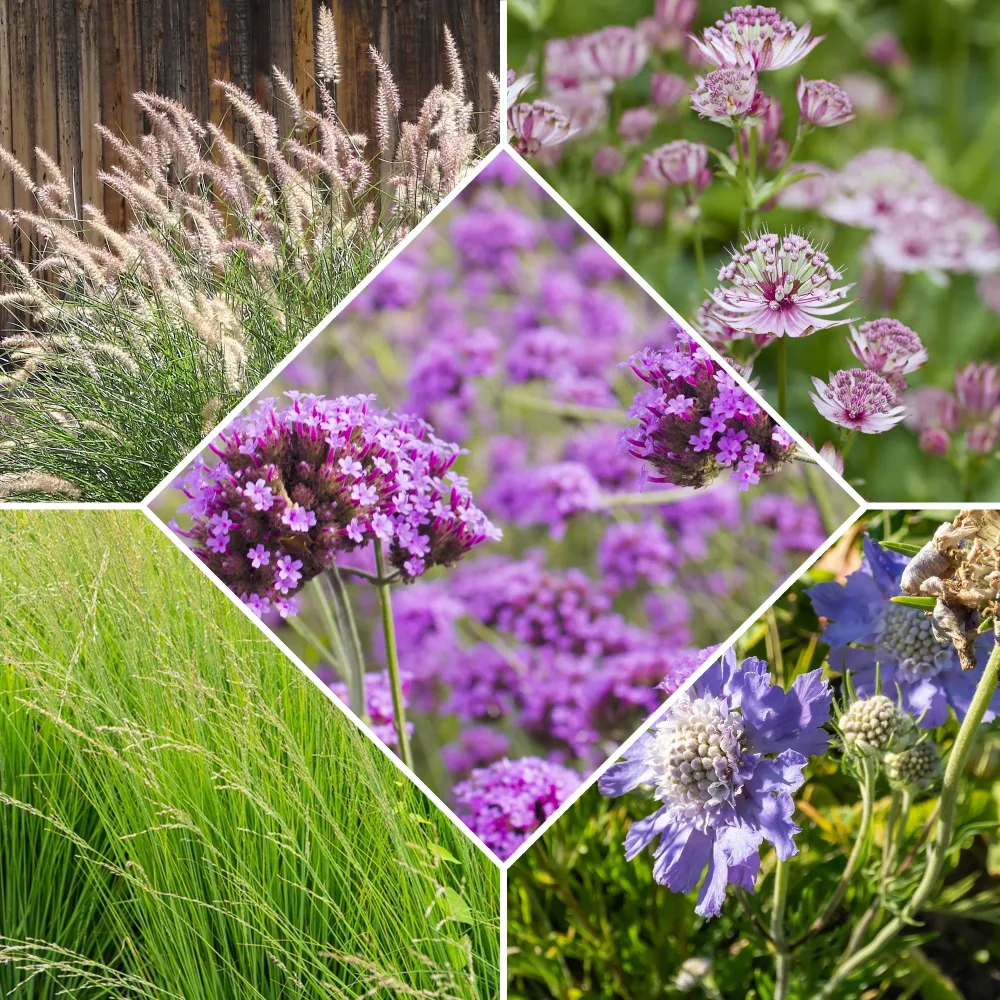 5 Vivaces roses et mauves Molinia caerulea, Pennisetum orientale, Astrantia major, Scabiosa caucasica,Verbena bonariensis