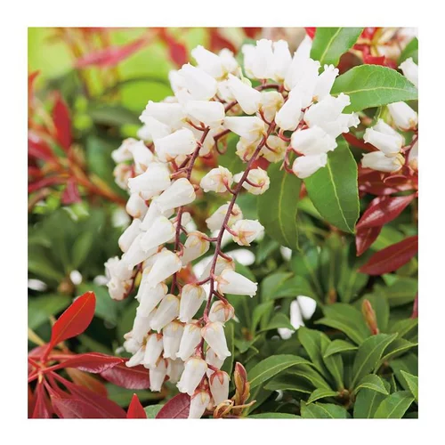 Andromède Japonica Mountain Fire - pot 5 L