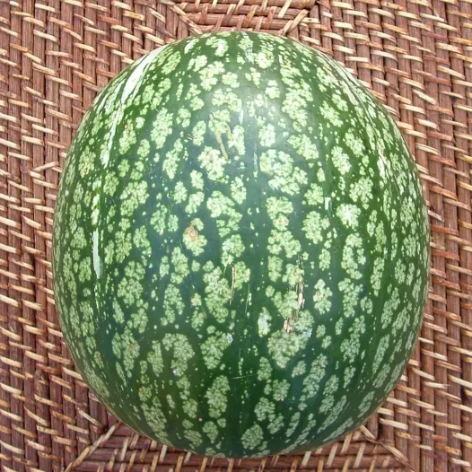 Bio zaden van Pompoen Siam
