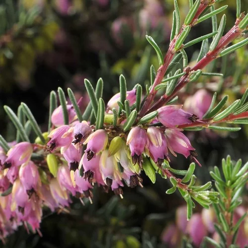 Erica Darleyensis Varié en touffe