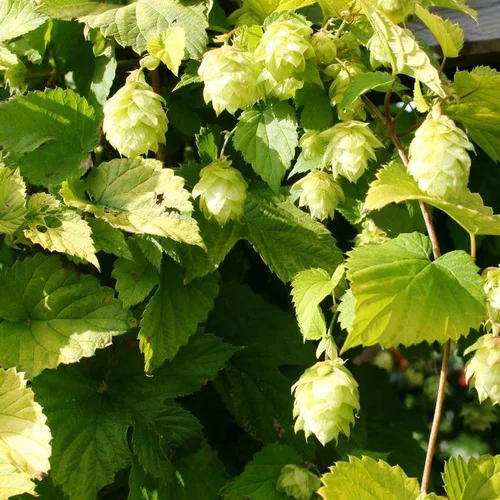 HUMULUS LUPULUS DIVA. Le pot de 4 litres