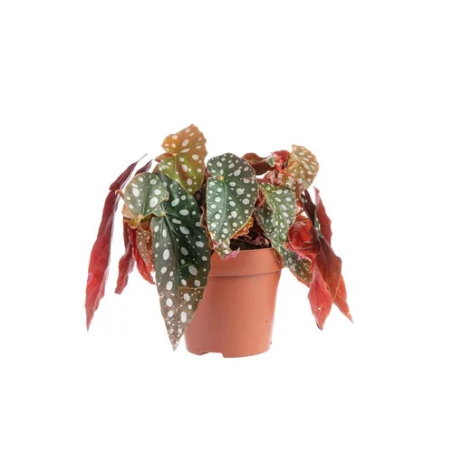 Bégonia maculata – Pot de 12 cm de diamètre