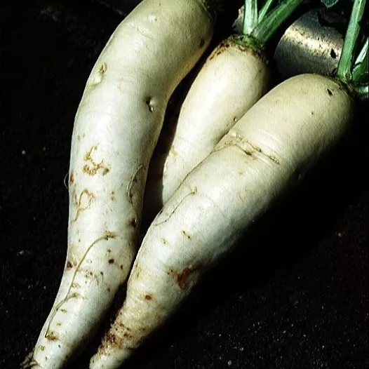 Biologische zaden van Raap uit Croissy