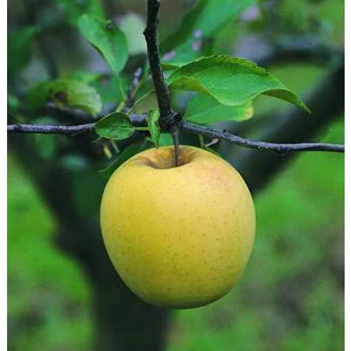 Pommier Golden Delicious. En racine nue, forme 1/2 tige calibre 6/8