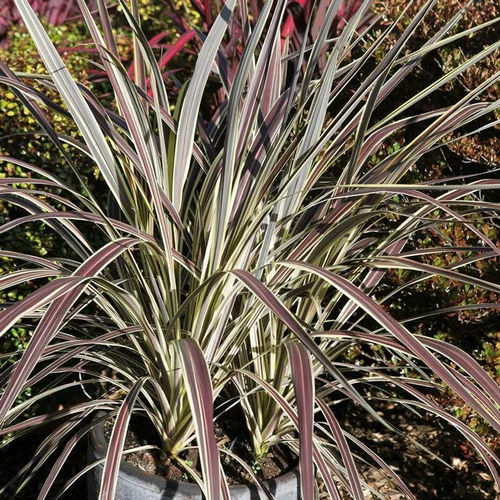 Cordyline Banksii Electric Flash multicolore en pot de 8 L