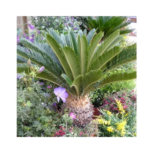 Cycas Revoluta vert. Le pot de 9 litres
