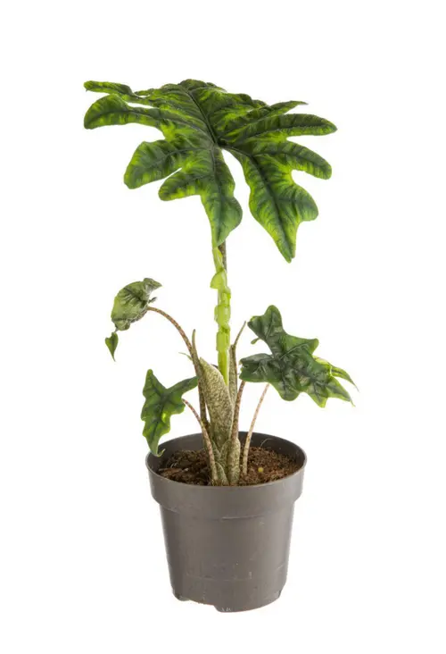 Alocasia Jacklyn (Oreilles d’éléphant) vert. Le pot Ø 17 cm