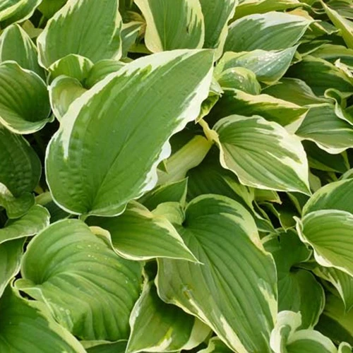 Hosta Antioch Hosta antioch