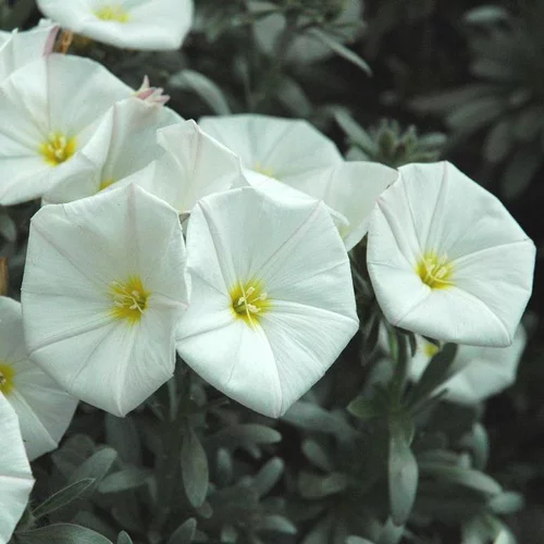 Convolvulus ou Liseron de Turquie à fleurs blanches - La suspension Ø 27 cm