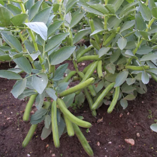 Biologische zaden van Tuinboon Ratio