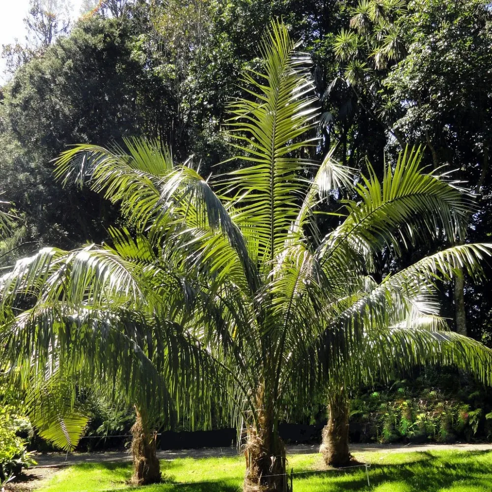 Cocotier de Quito Parajubaea cocoides