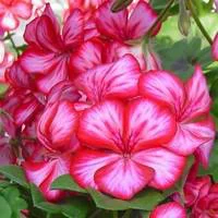 Géranium lierre à grandes fleurs - Le pot de 2,5 litres