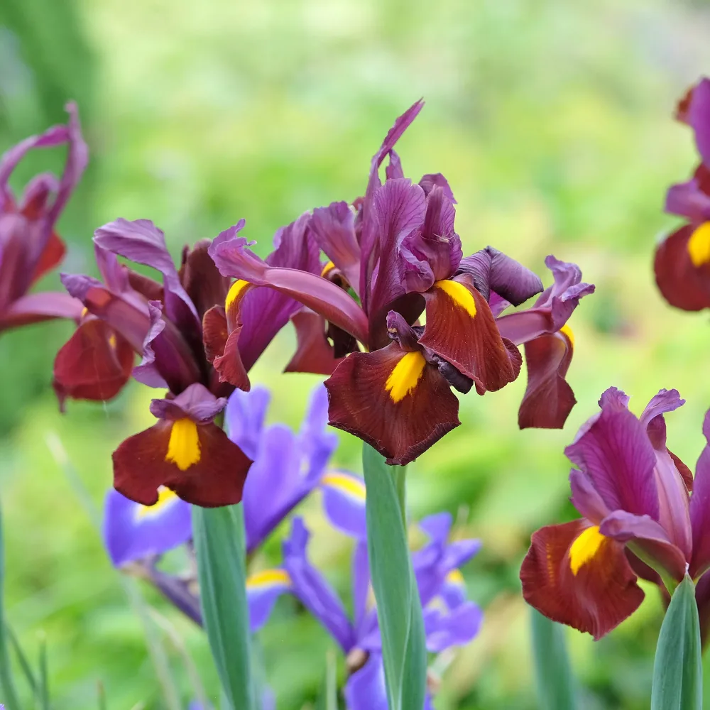 20 Iris de Hollande Red Ember Iris hollandica Red Ember