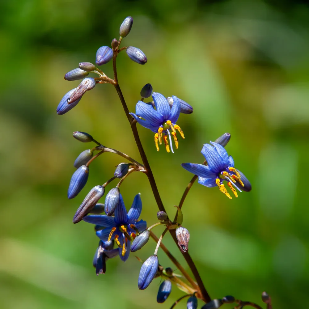 Dianella revoluta Little Rev ® Dianella revoluta Little Rev ®