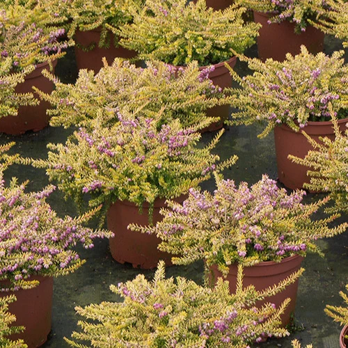Bruyère d'hiver Eva Gold Erica darleyensis eva gold