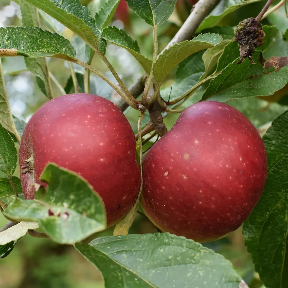 Pommier Ingrid Marie Malus domestica Ingrid Marie
