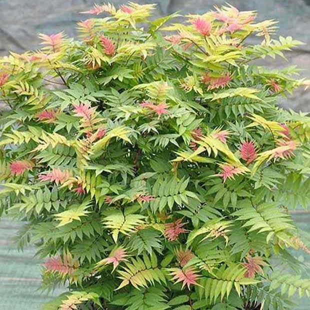 Sorbaire Pink Hopi® Sorbaria sorbifolia pink hopi ®
