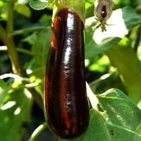 Aubergine. La barquette de 4 plants