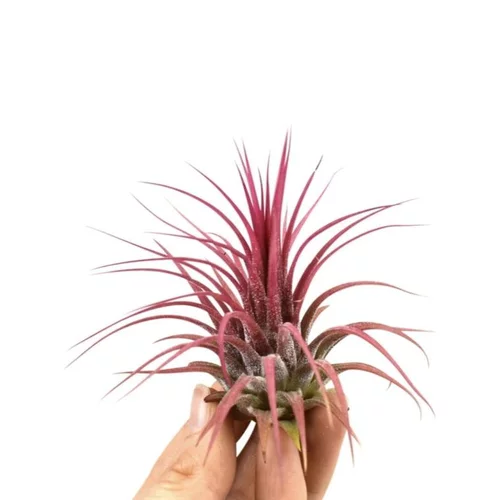 Tillandsia ionantha rouge 8 cm