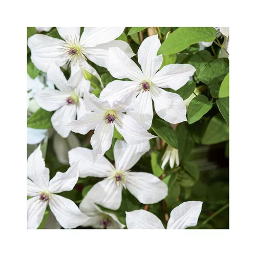 Clematis forever friends zofofri coloris blanc. Le pot de 3 litres