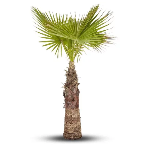 Palmier Washingtonia 80/100 cm en pot de 80 L