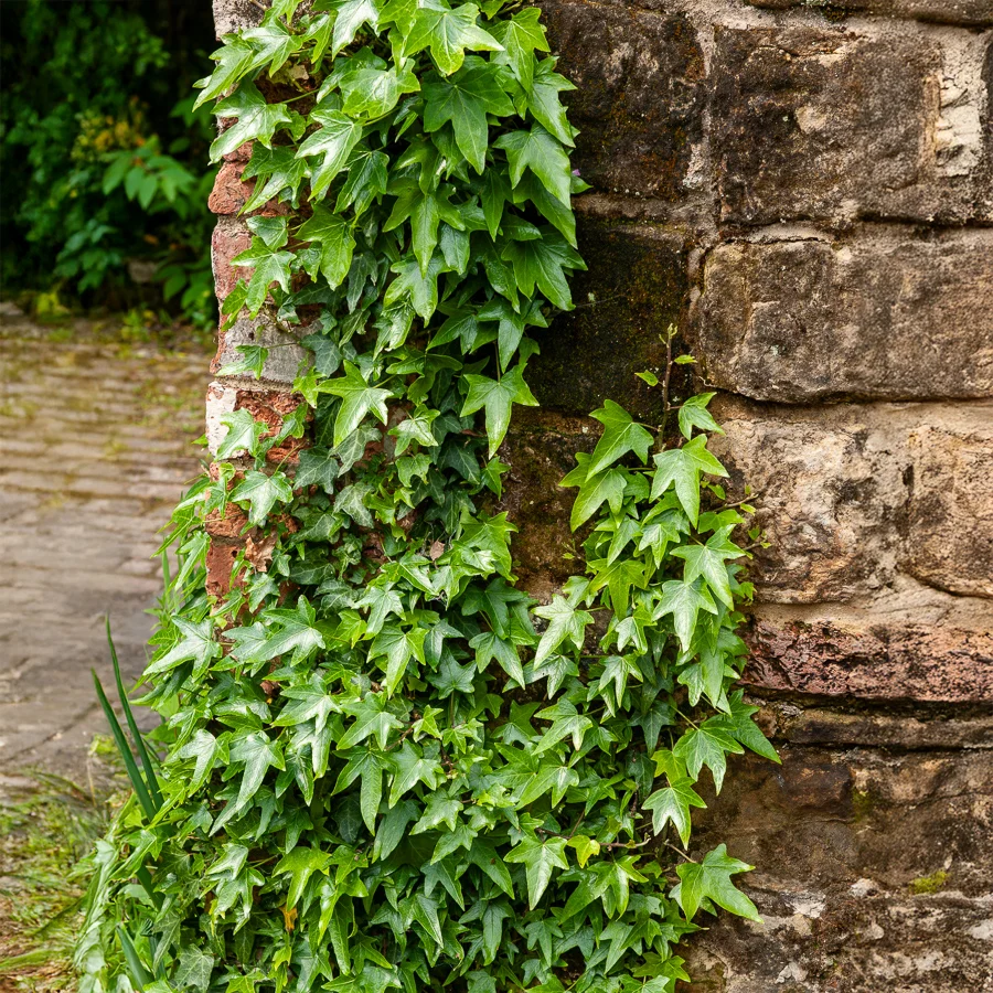 Lierre commun Sagittifolia Hedera helix Sagittifolia