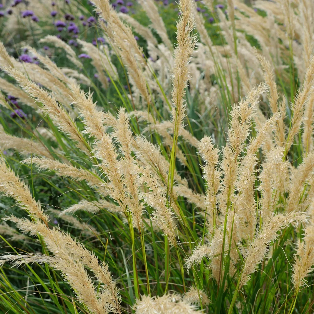 Stipe argentée Stipa calamagrostis