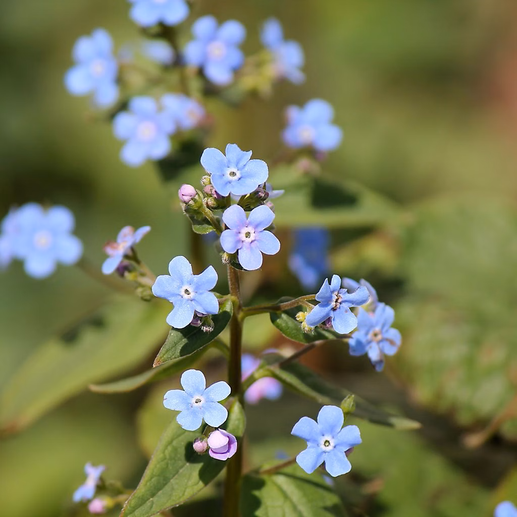 6 x Brunnera sibirica – godet 9cm x 9cm