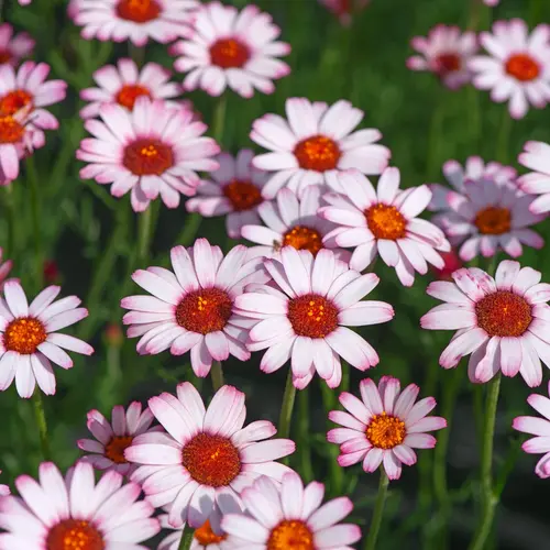 Marguerite du Maroc ‘African Rose’ - Le pot de 2 litres