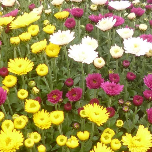 Chrysanthème multifleurs coloris variés. Le pot de 1 litre