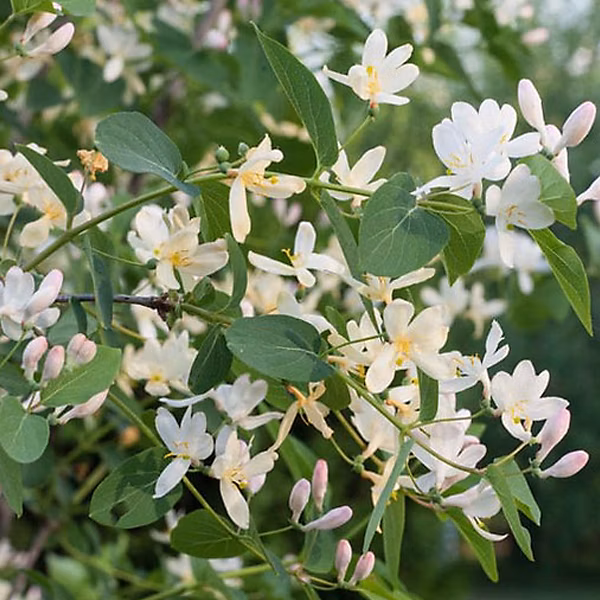 2 x Chèvrefeuille d'hiver – Lonicera fragrantissima, 40, 50 cm pot