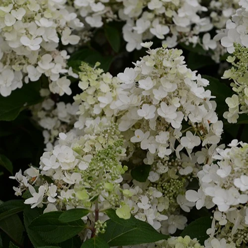Hortensia paniculé Candlelight Hydrangea paniculata Candlelight