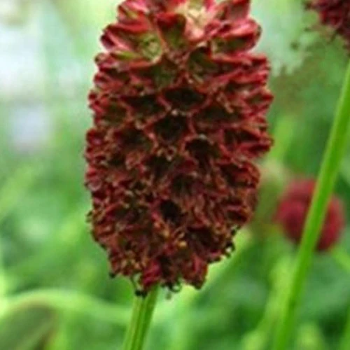 Sanguisorbe Chocolate Tipps Pimprenelle japonaise Chocolate Tipps Sanguisorba chocolate tip