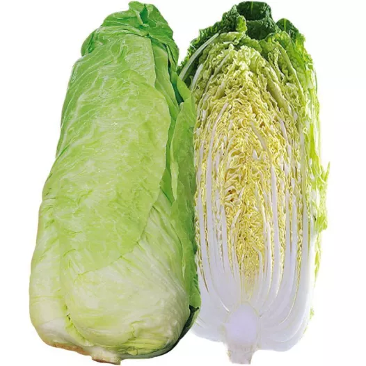 Biologische zaden van Andijvie Pain de sucre