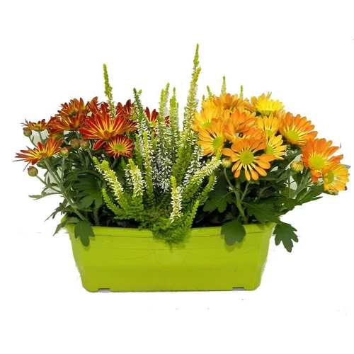 Jardinière d'automne - La jardinière de 25 cm