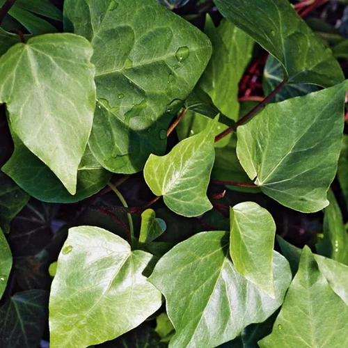 Lierre grimpant d'Irlande ou Hedera hibernica au feuillage vert - Le pot Ø 13 cm