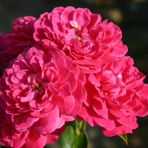 Rosier Lilliput Roxy Korsineo rose. Le pot de 2 litres
