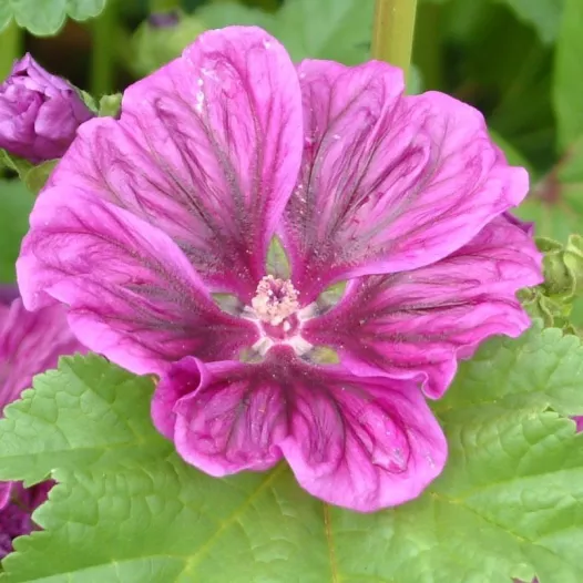 Bio zaden van Kaasjeskruid (Malva)